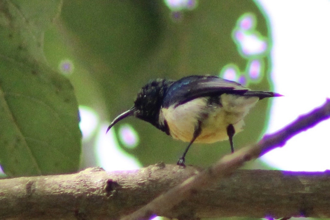 Variable Sunbird - ML625897745