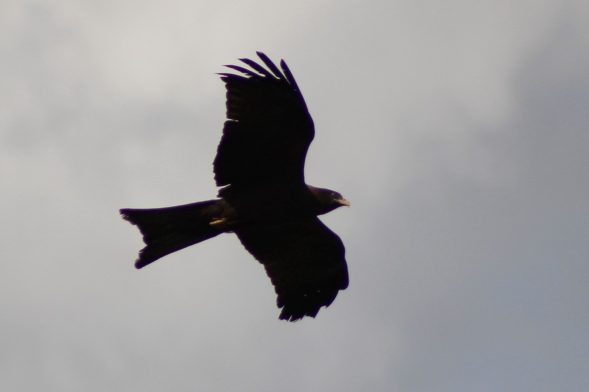 Black Kite - ML625897790