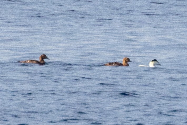 King Eider - ML625897806
