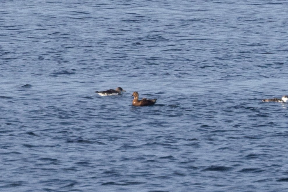 King Eider - ML625897807