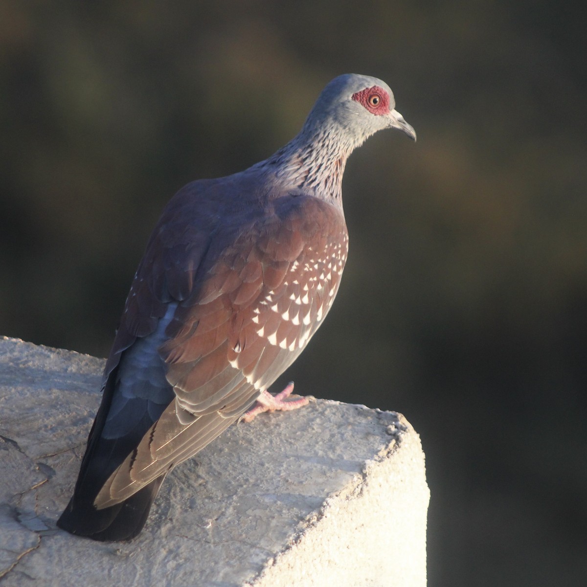 Speckled Pigeon - ML625897834