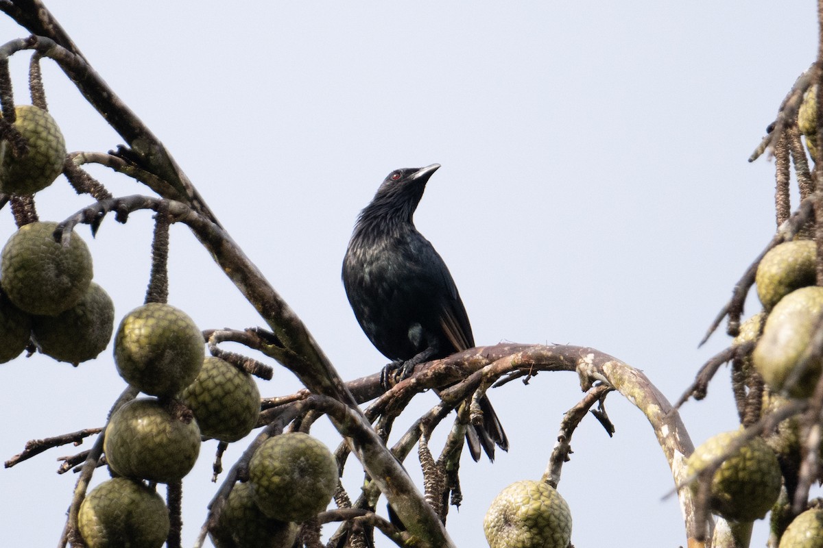 Brown-winged Starling - ML625897894