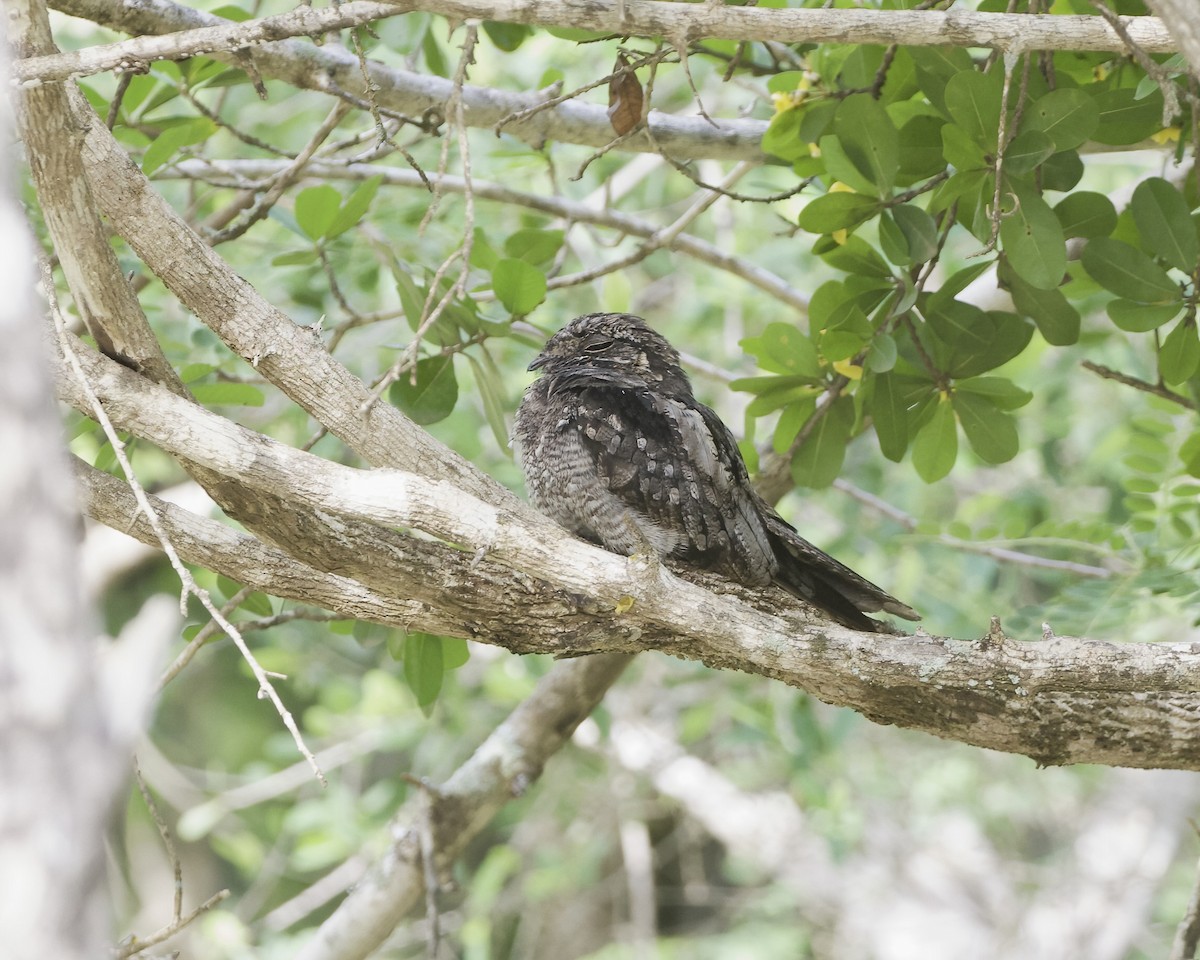Jungle Nightjar - ML625897931