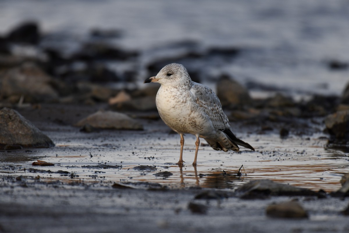 Ring-billed Gull - ML625897989