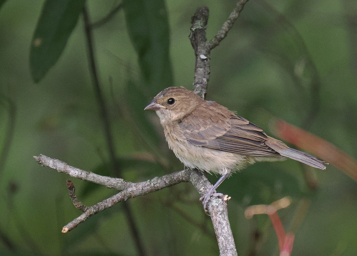 Indigo Bunting - Ben Jesup