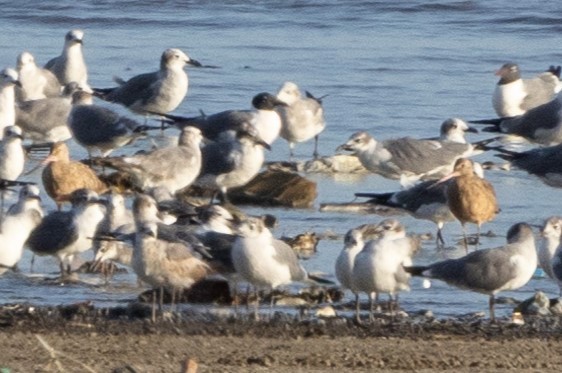 Marbled Godwit - ML625898747