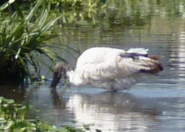 African Sacred Ibis - ML625898760