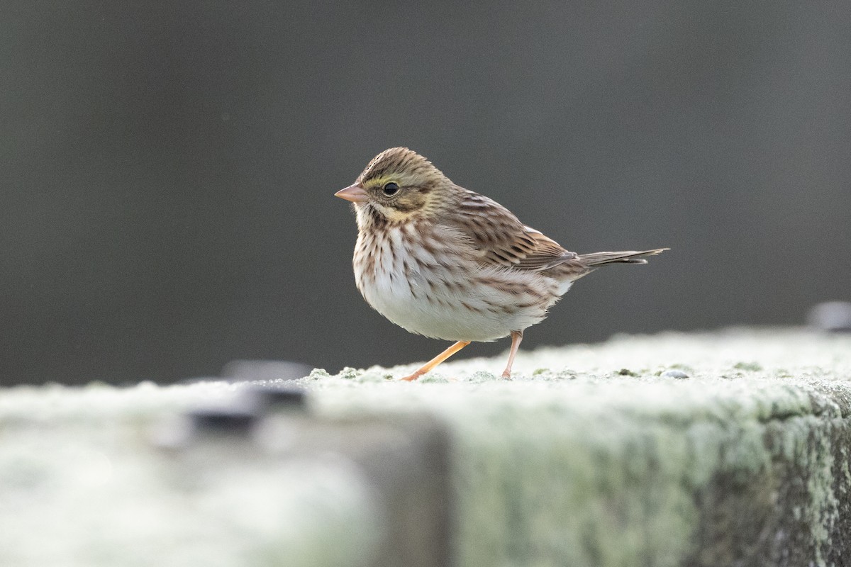 Savannah Sparrow (Ipswich) - ML625898761