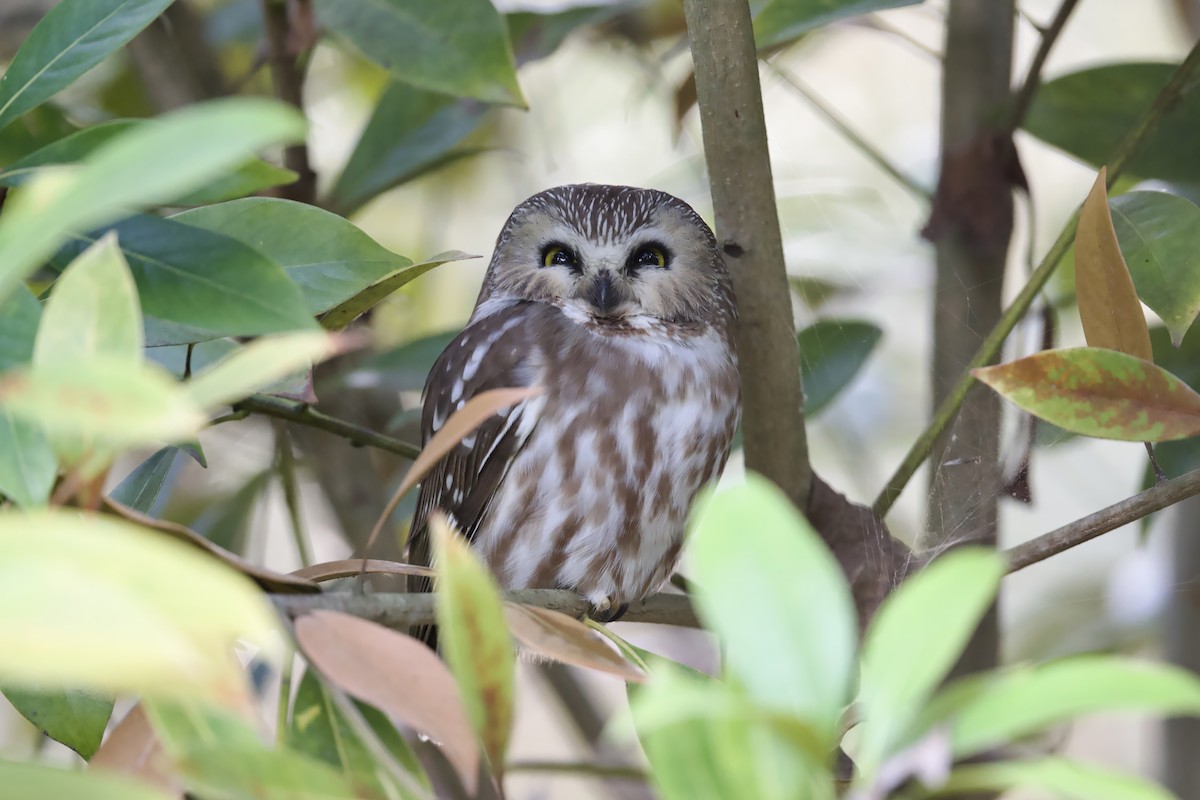 Northern Saw-whet Owl - Dario Taraborelli