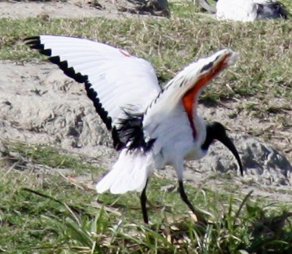 African Sacred Ibis - ML625899018