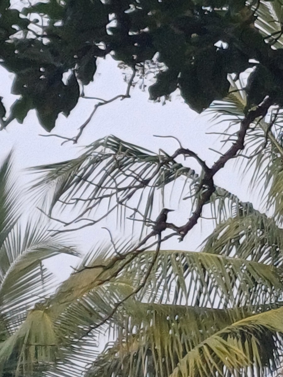 White-throated Kingfisher - ML625899088