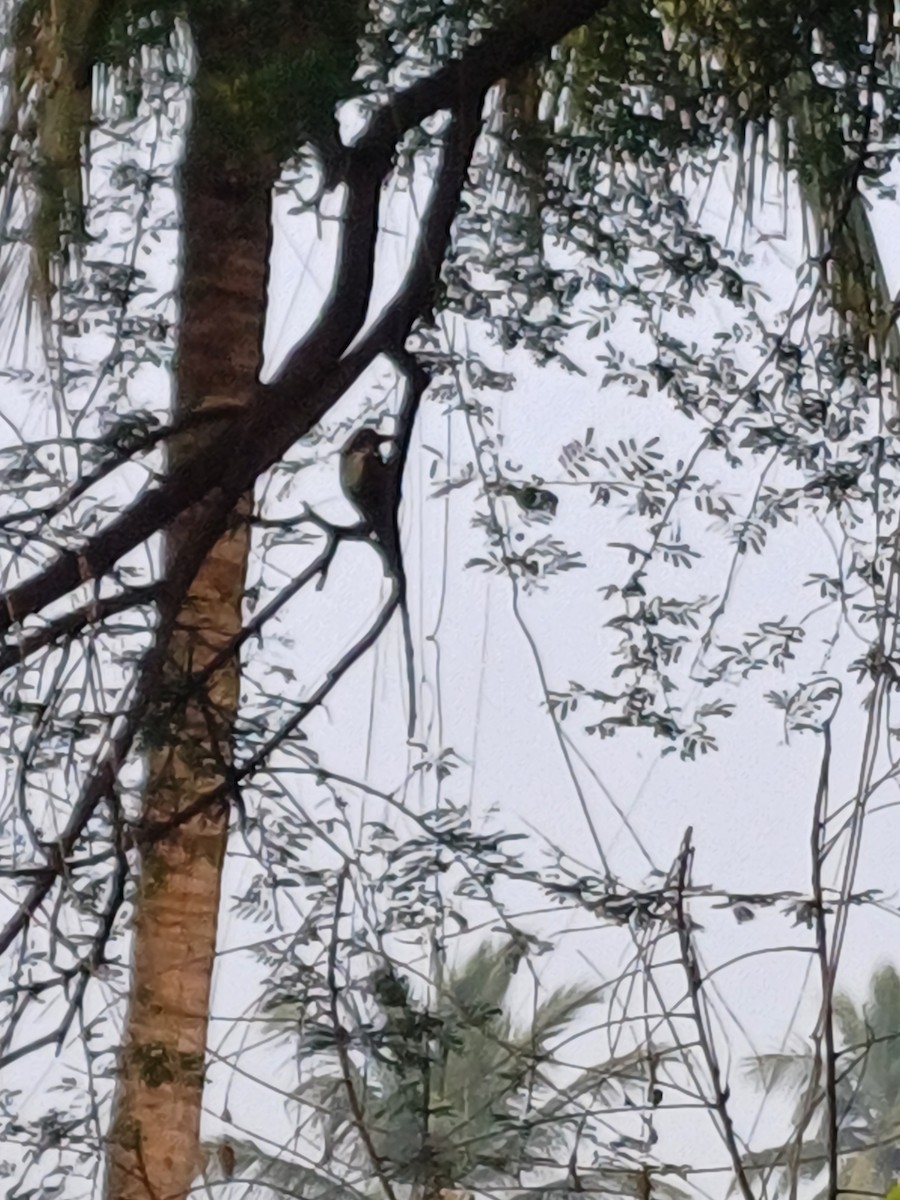 White-throated Kingfisher - ML625899135
