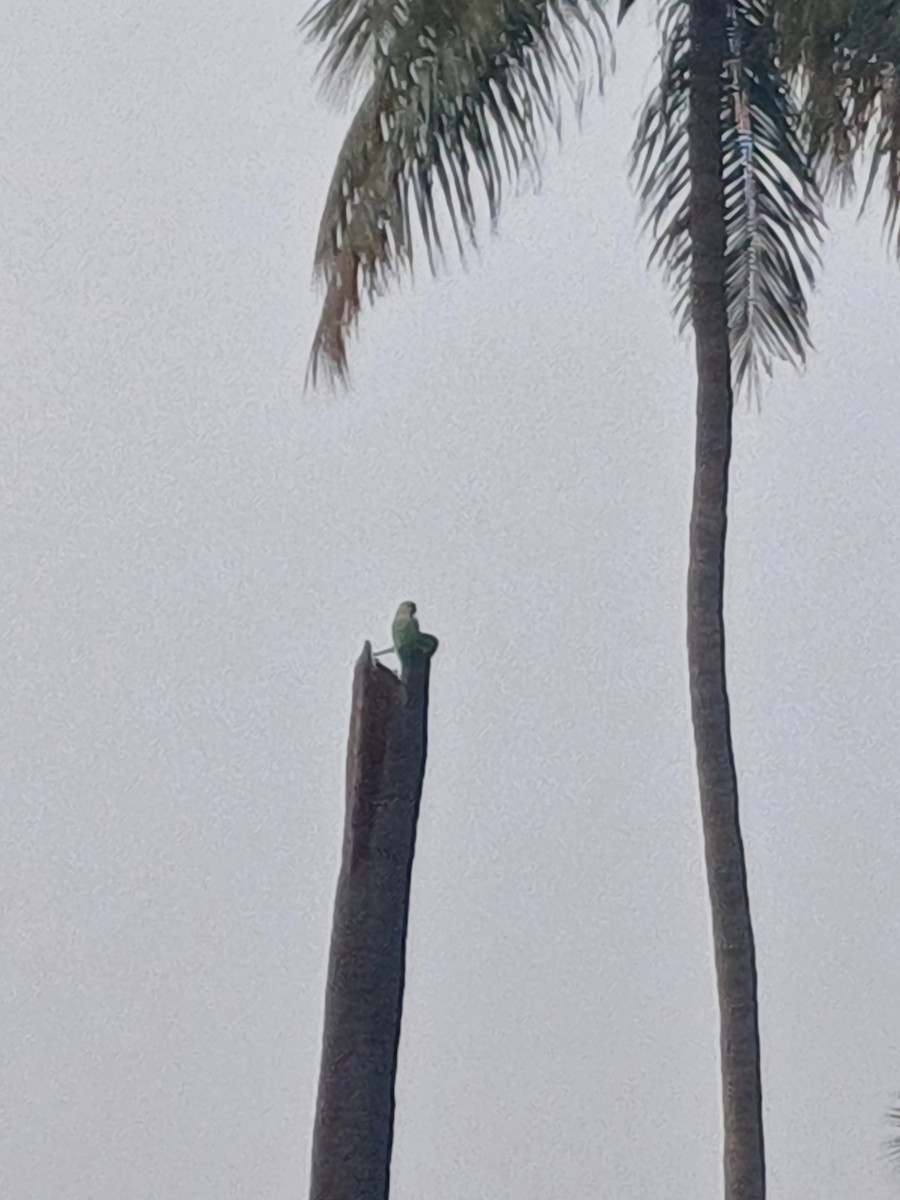Rose-ringed Parakeet - ML625899147