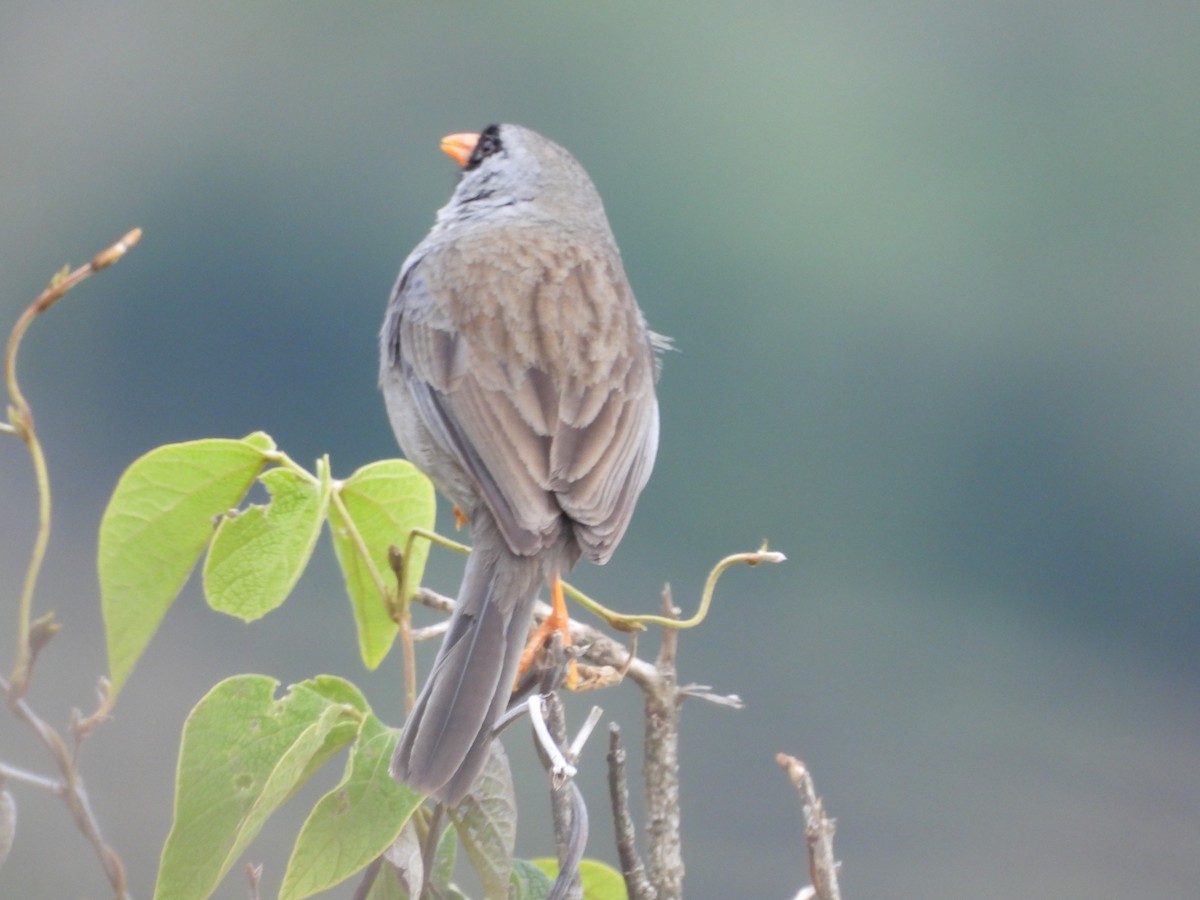 Gray-winged Inca-Finch - ML625899151