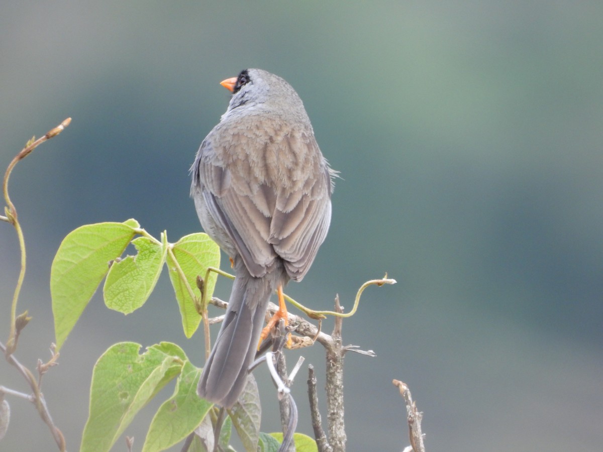 Gray-winged Inca-Finch - ML625899152