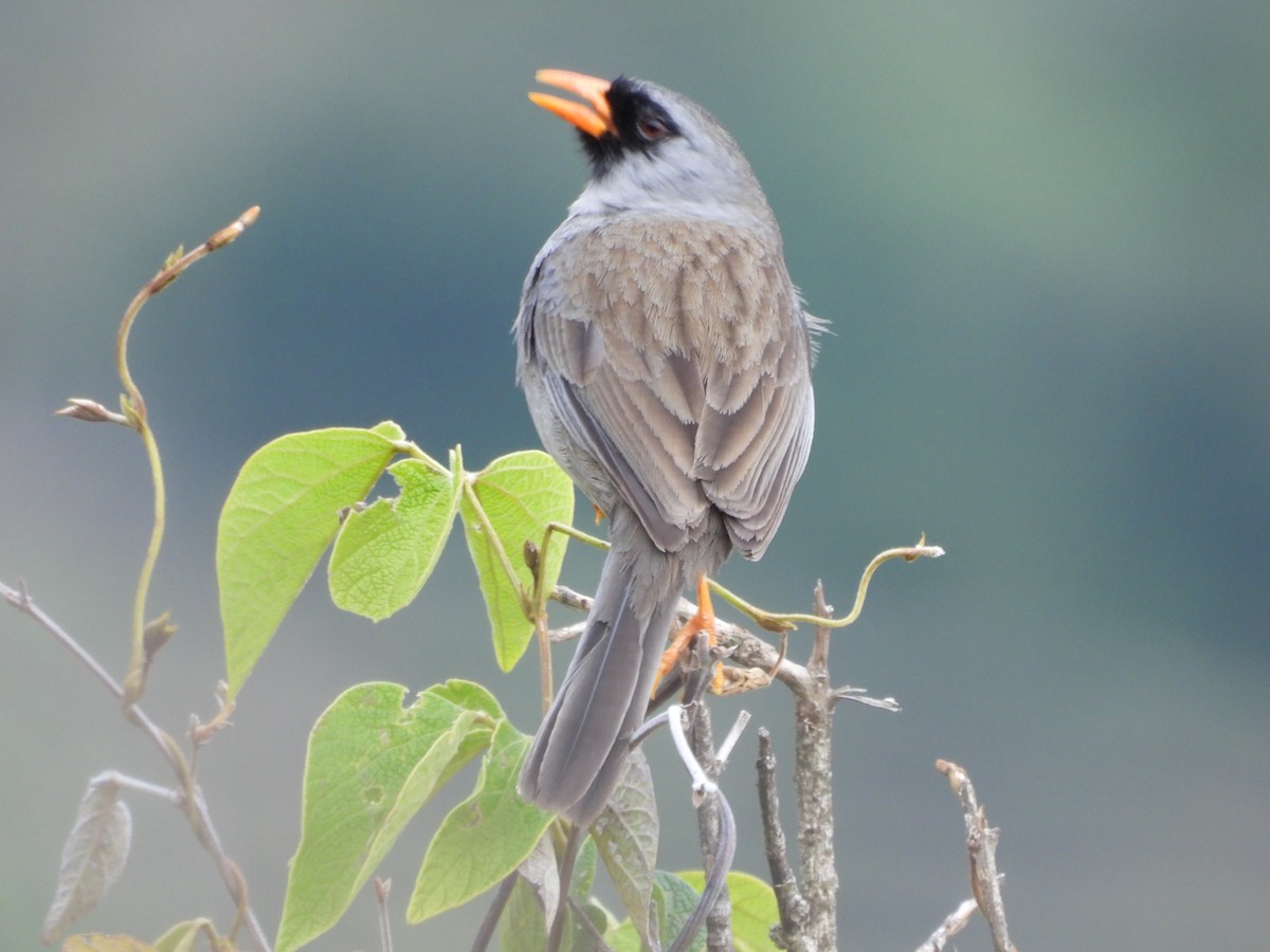 Gray-winged Inca-Finch - ML625899153