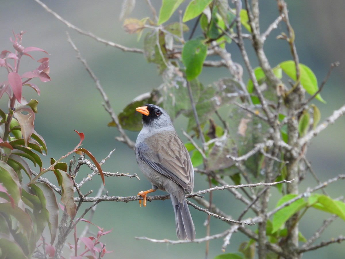 Gray-winged Inca-Finch - ML625899154