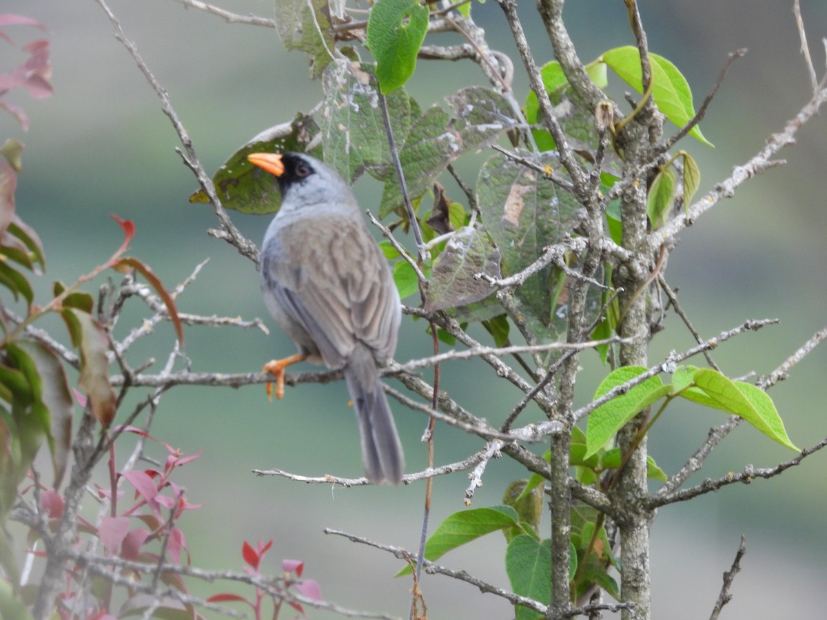 Gray-winged Inca-Finch - ML625899155