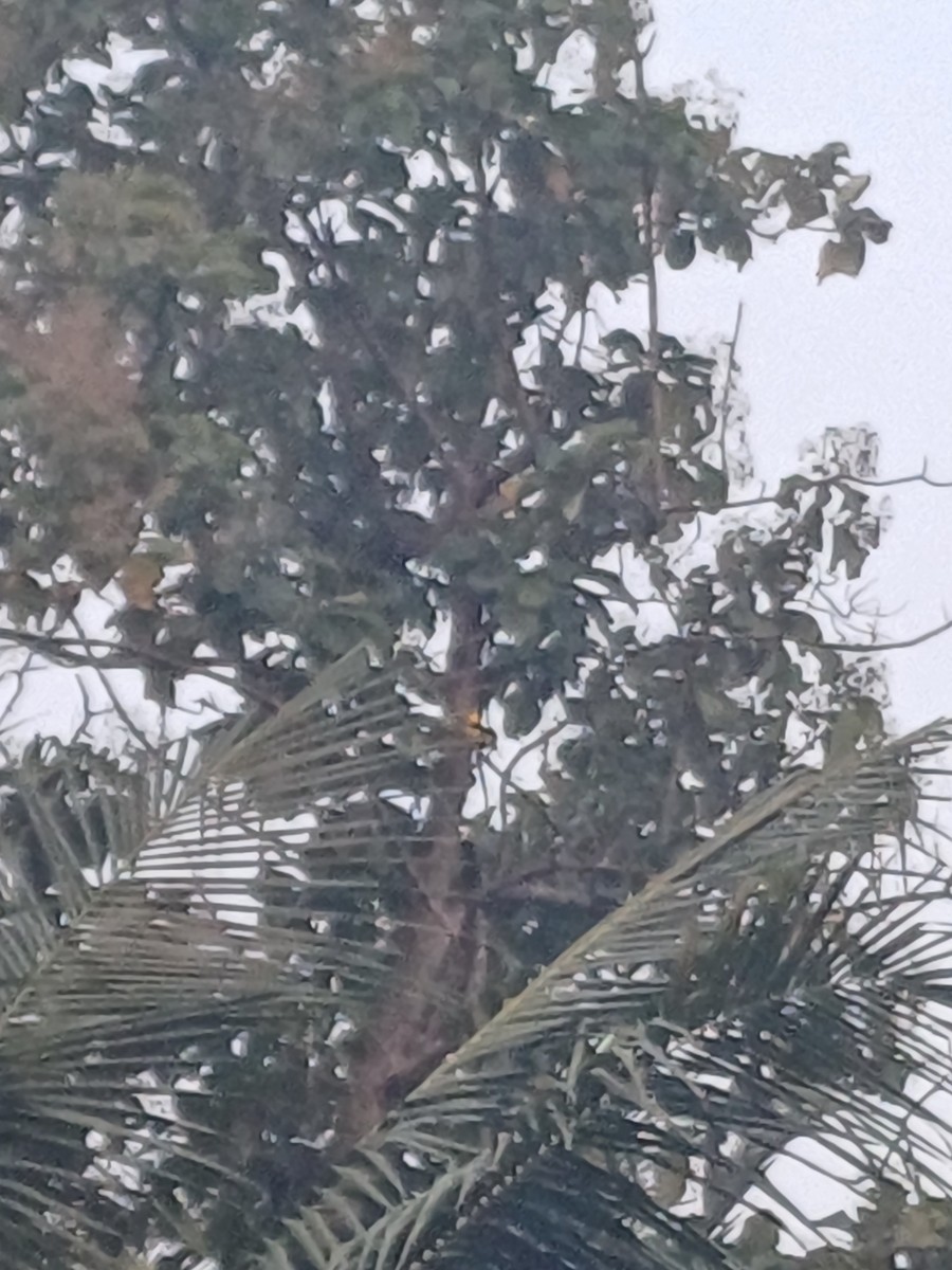 Indian Golden Oriole - ML625899163