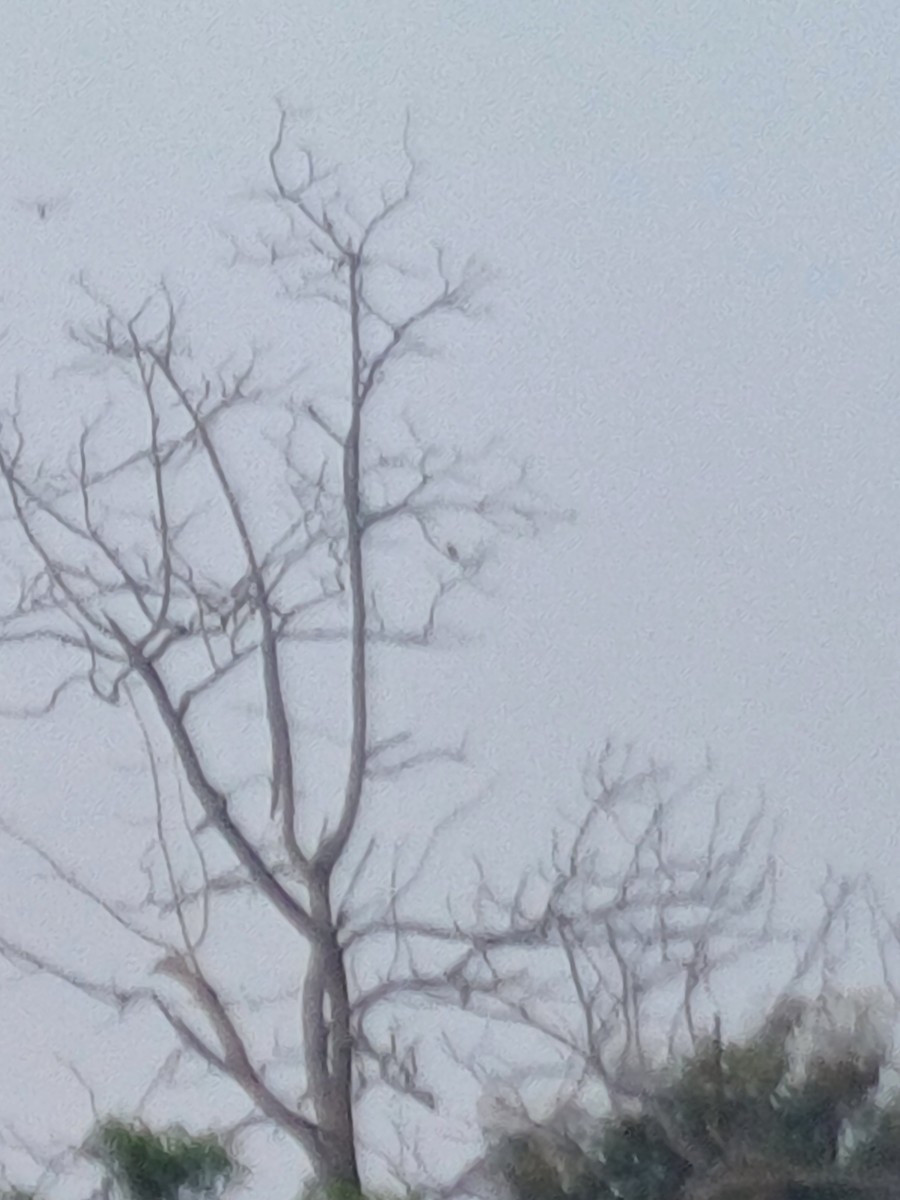 Indian Golden Oriole - ML625899170