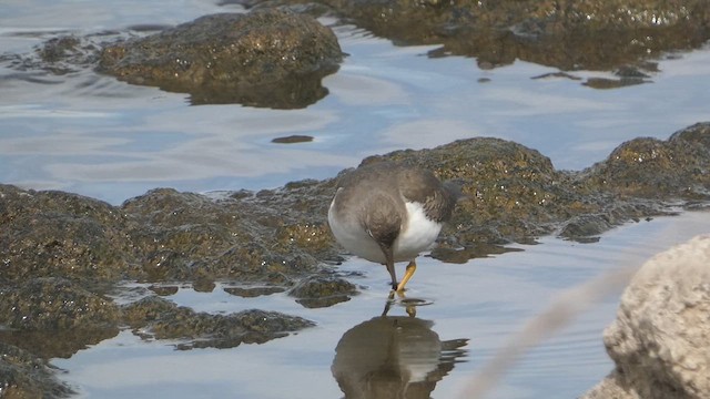 Spotted Sandpiper - ML625899382