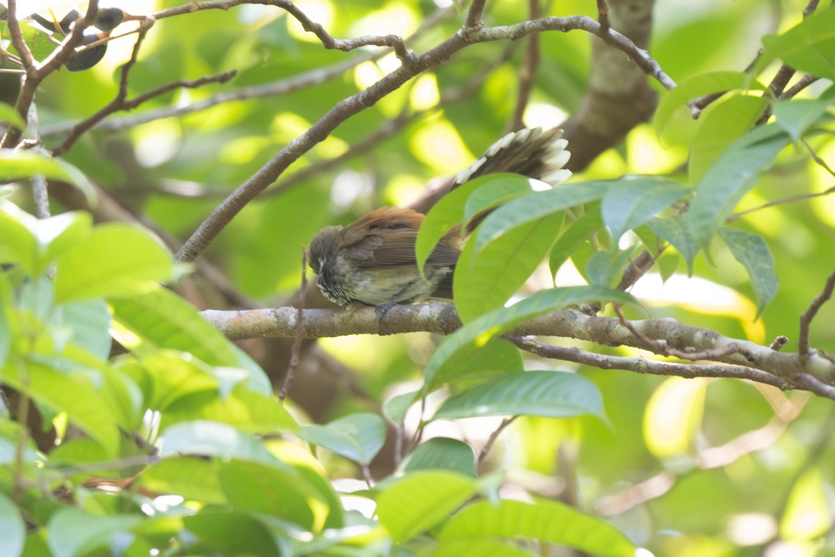 Louisiade Fantail - ML625899730