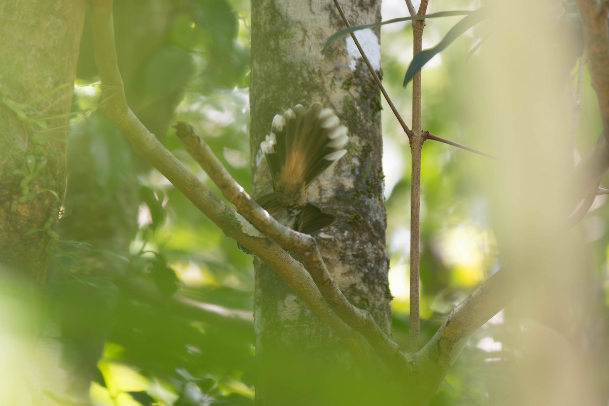 Louisiade Fantail - ML625899742