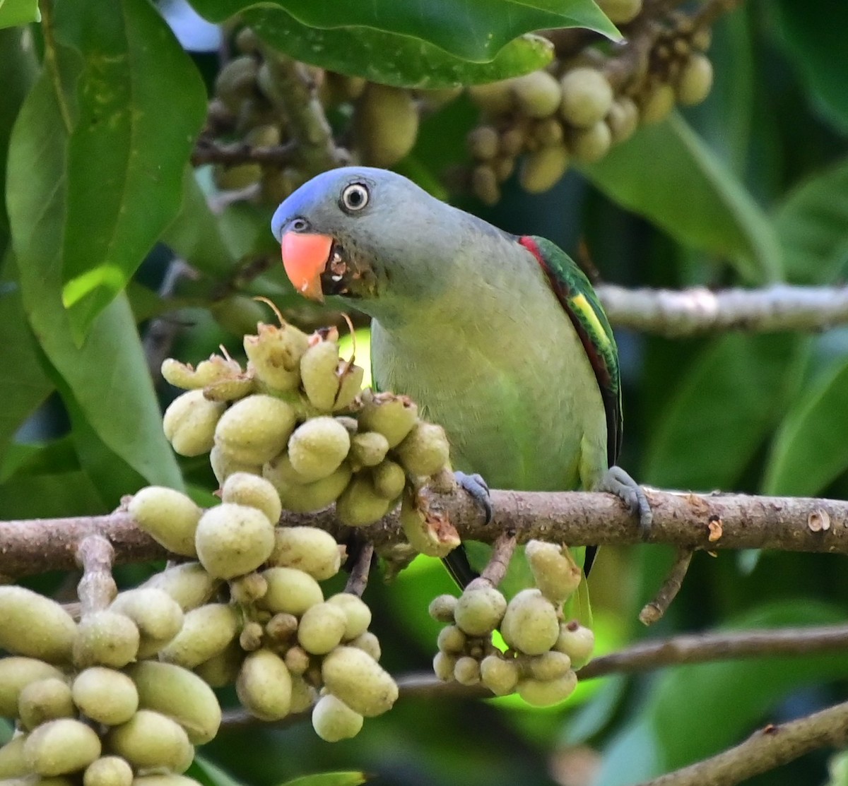 Blue-rumped Parrot - ML625899953