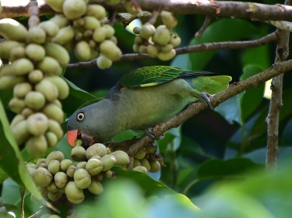 Blue-rumped Parrot - ML625899956