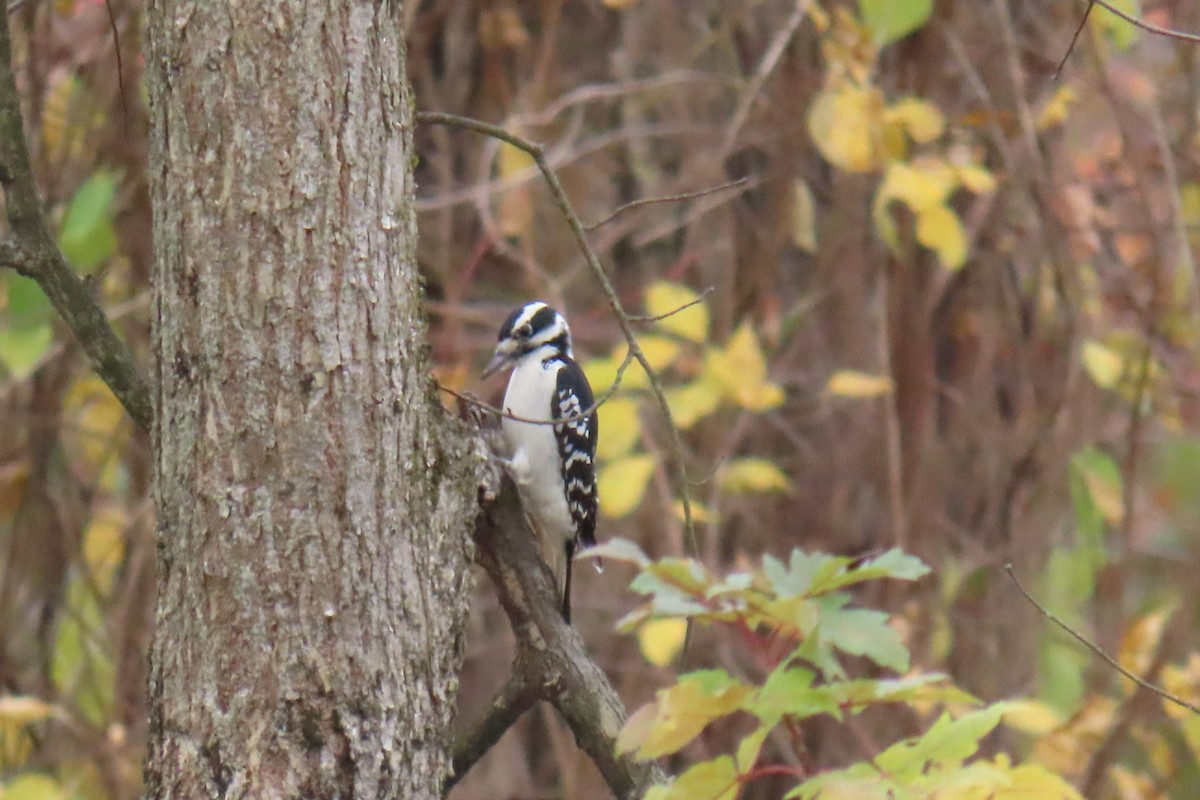 Downy Woodpecker - ML625899994