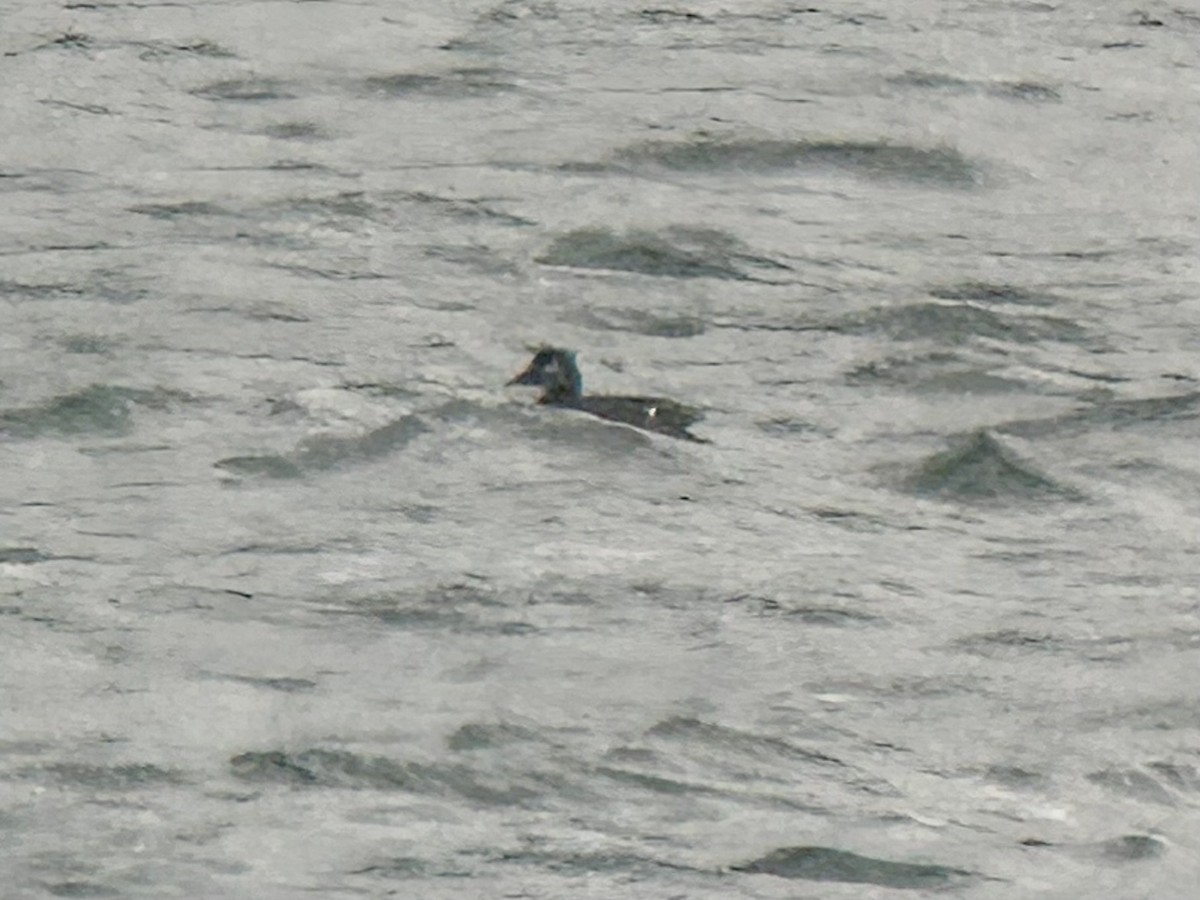 White-winged Scoter - ML625899999