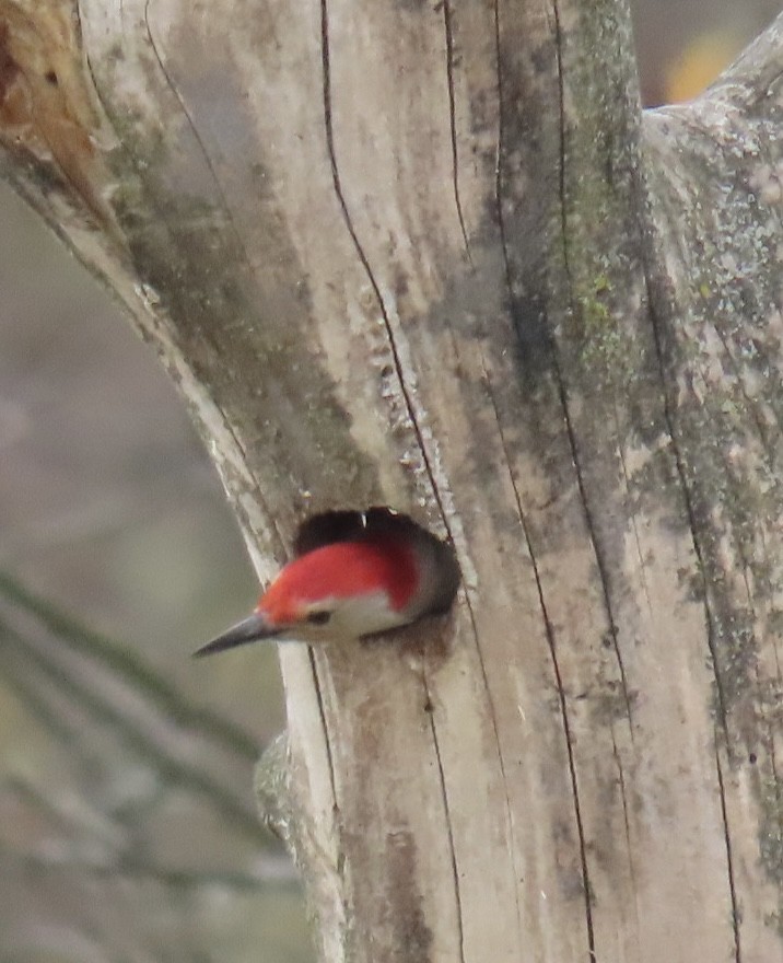 Red-bellied Woodpecker - ML625900009