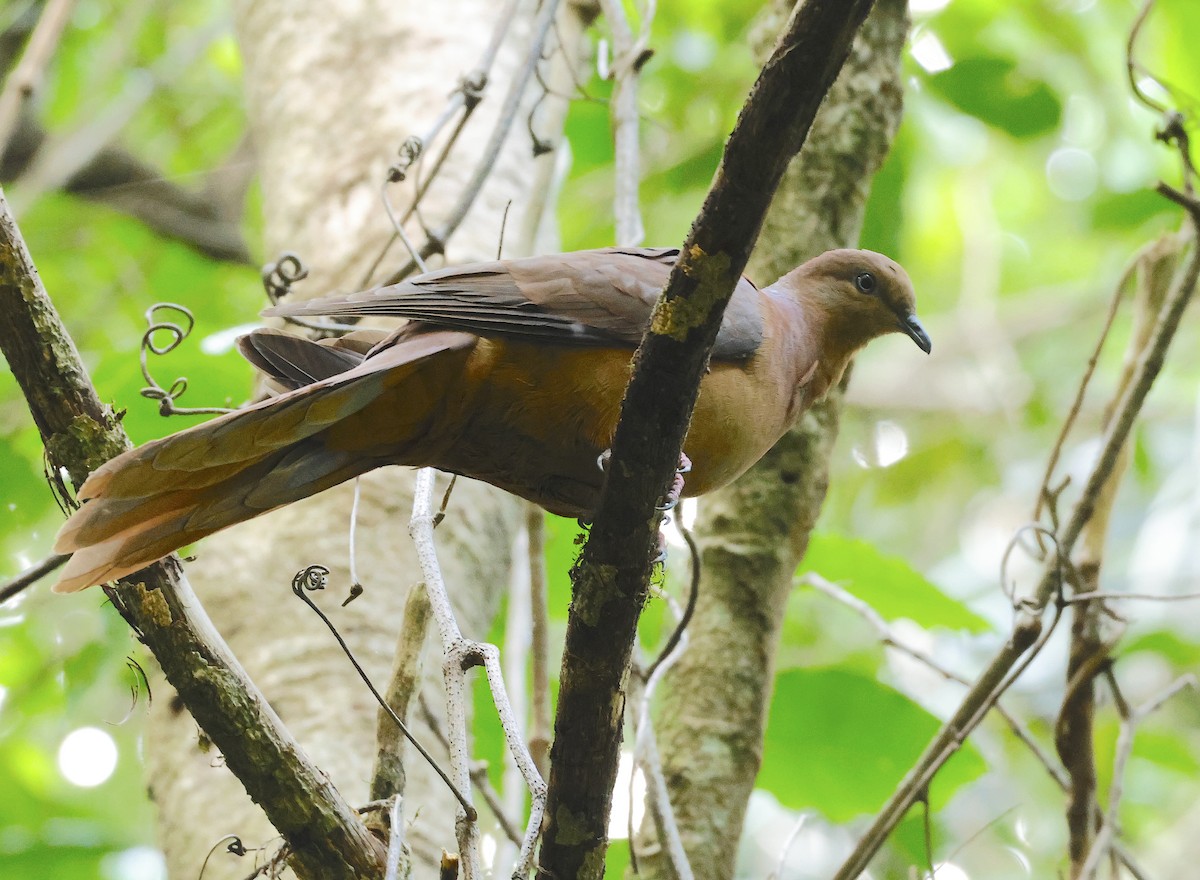 Brown Cuckoo-Dove - ML625900156