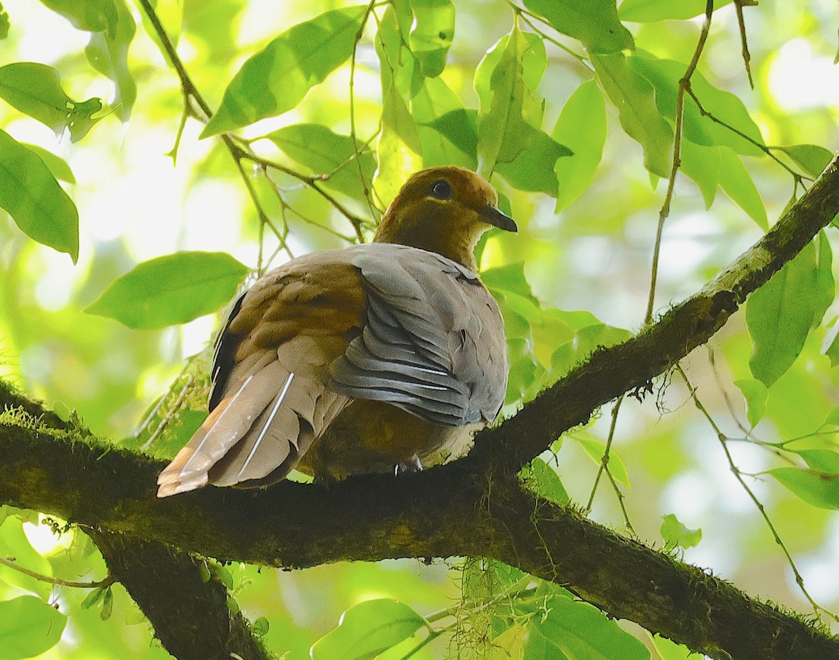 Brown Cuckoo-Dove - ML625900172