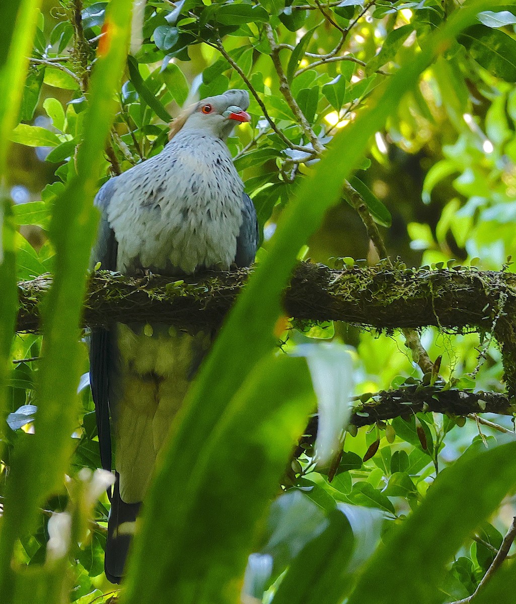 Topknot Pigeon - ML625900211