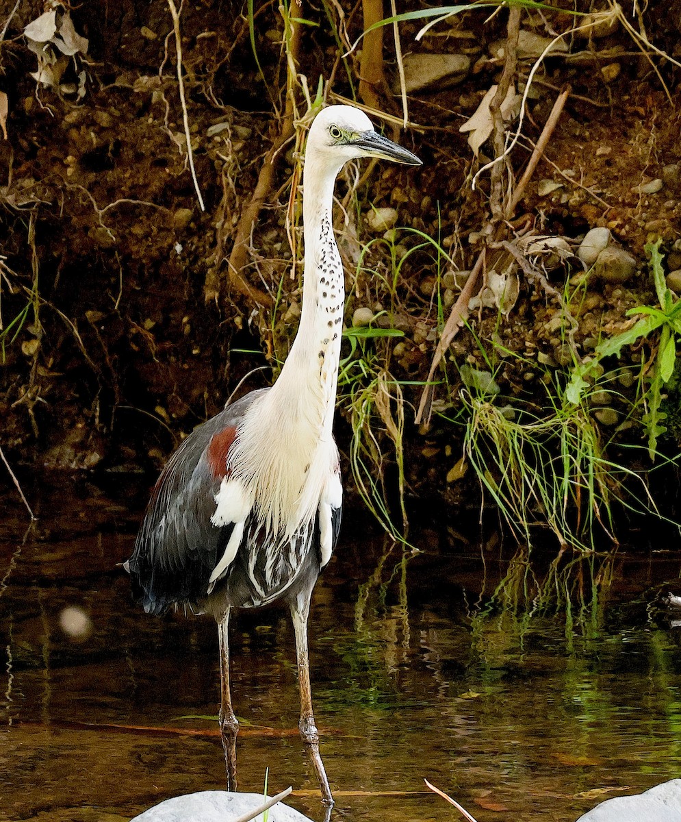 Pacific Heron - ML625900226