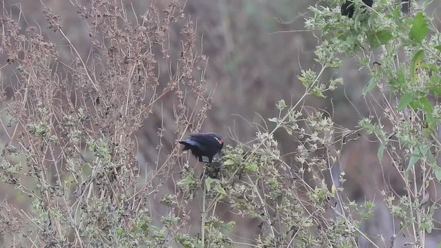 Red-winged Blackbird - ML625900263