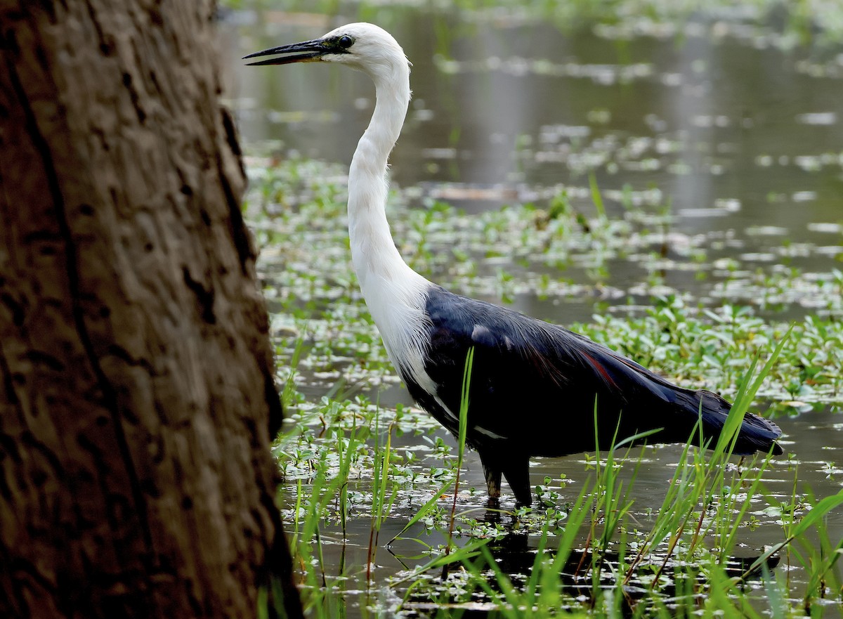 Pacific Heron - ML625900264