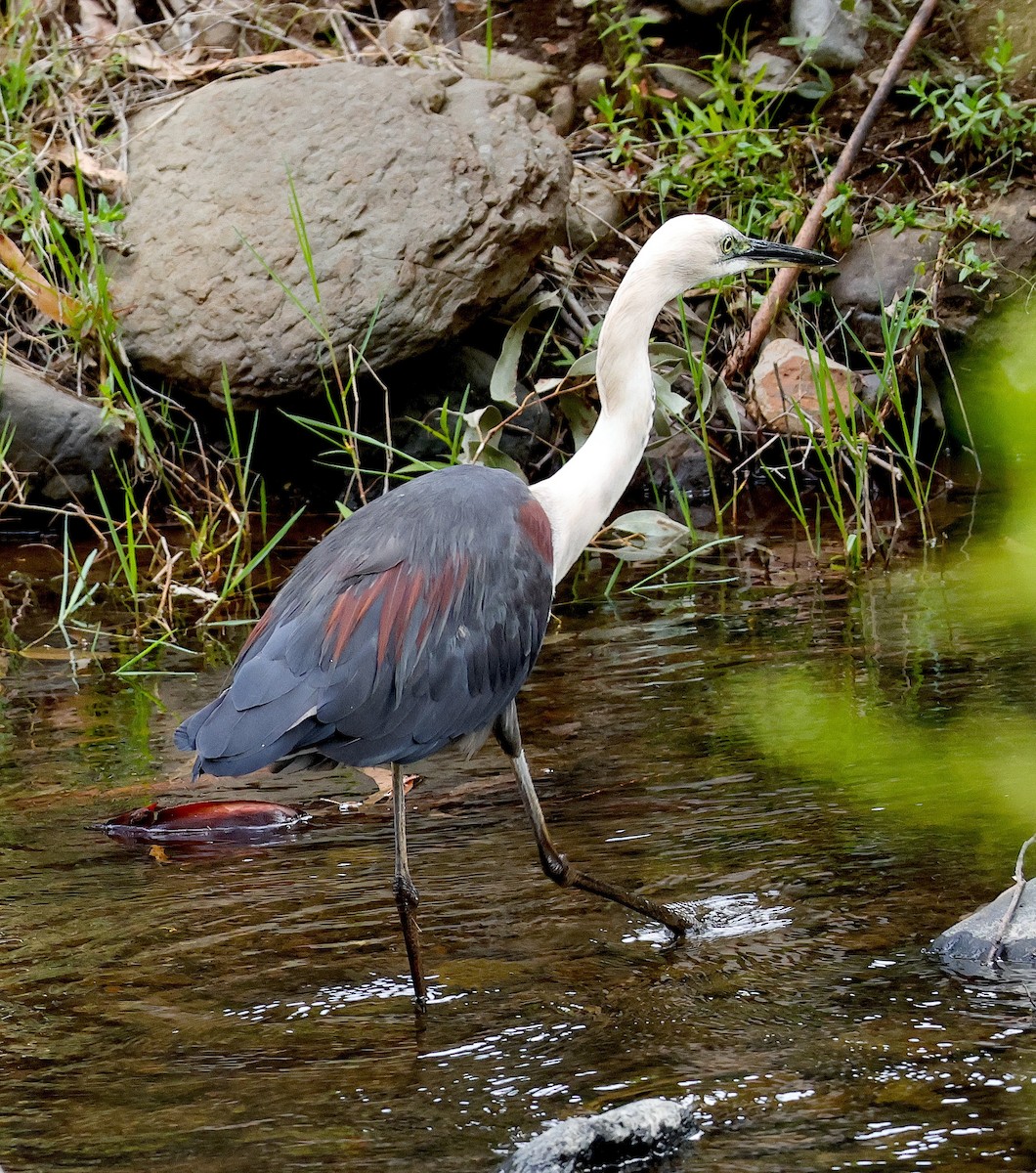 Pacific Heron - ML625900272