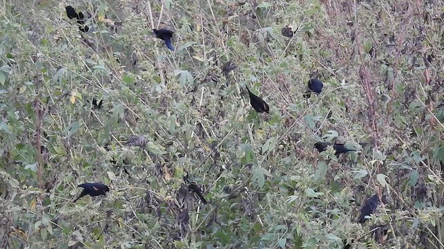 Red-winged Blackbird - ML625900306