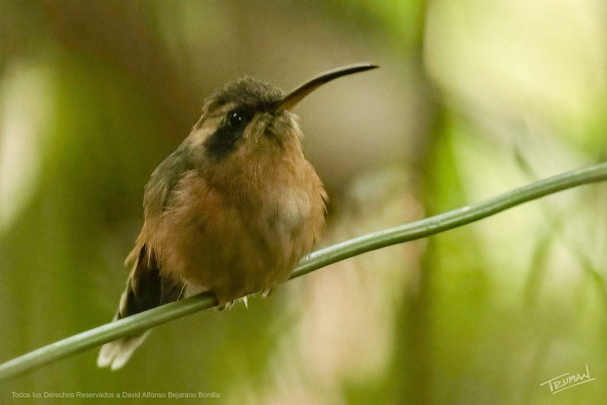 Gray-chinned Hermit - ML625900351