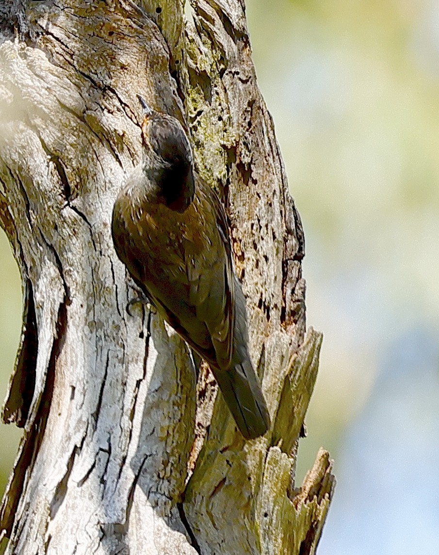 Red-browed Treecreeper - ML625900366