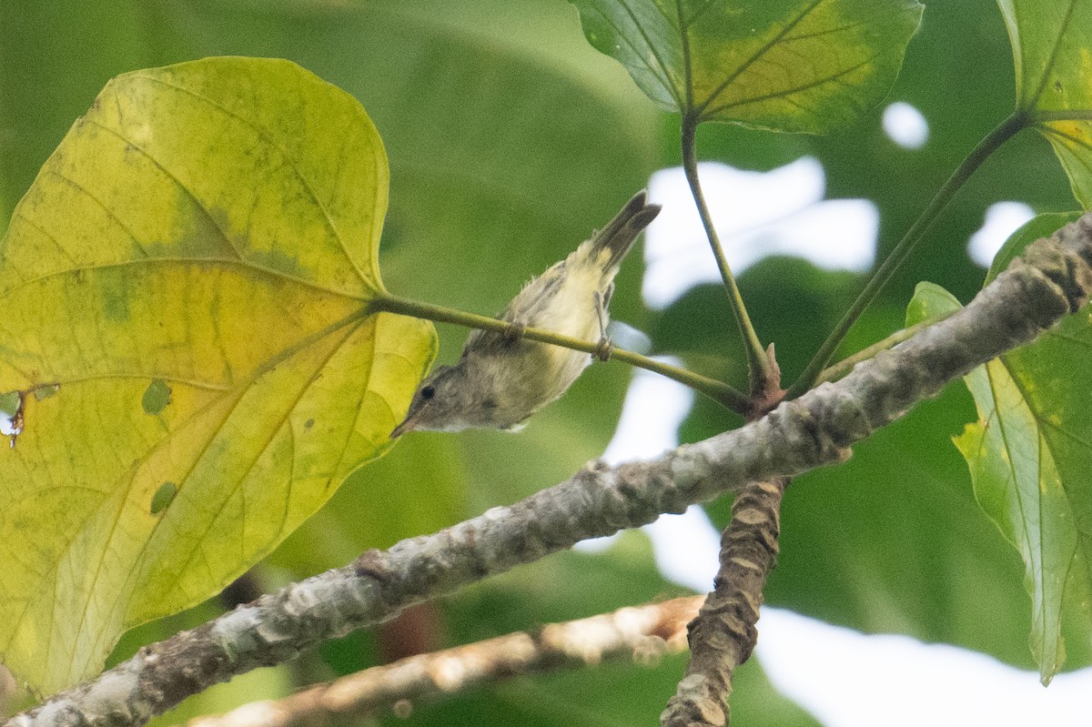 Island Leaf Warbler - ML625900399