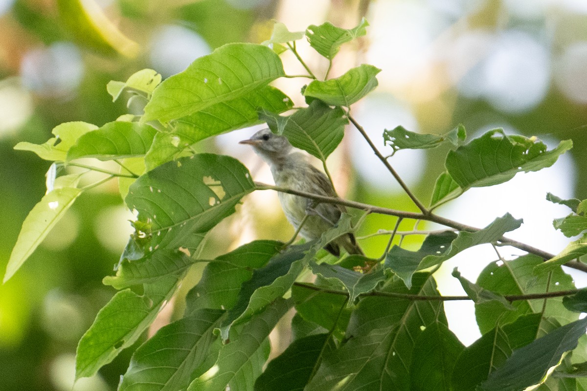 Island Leaf Warbler - ML625900406