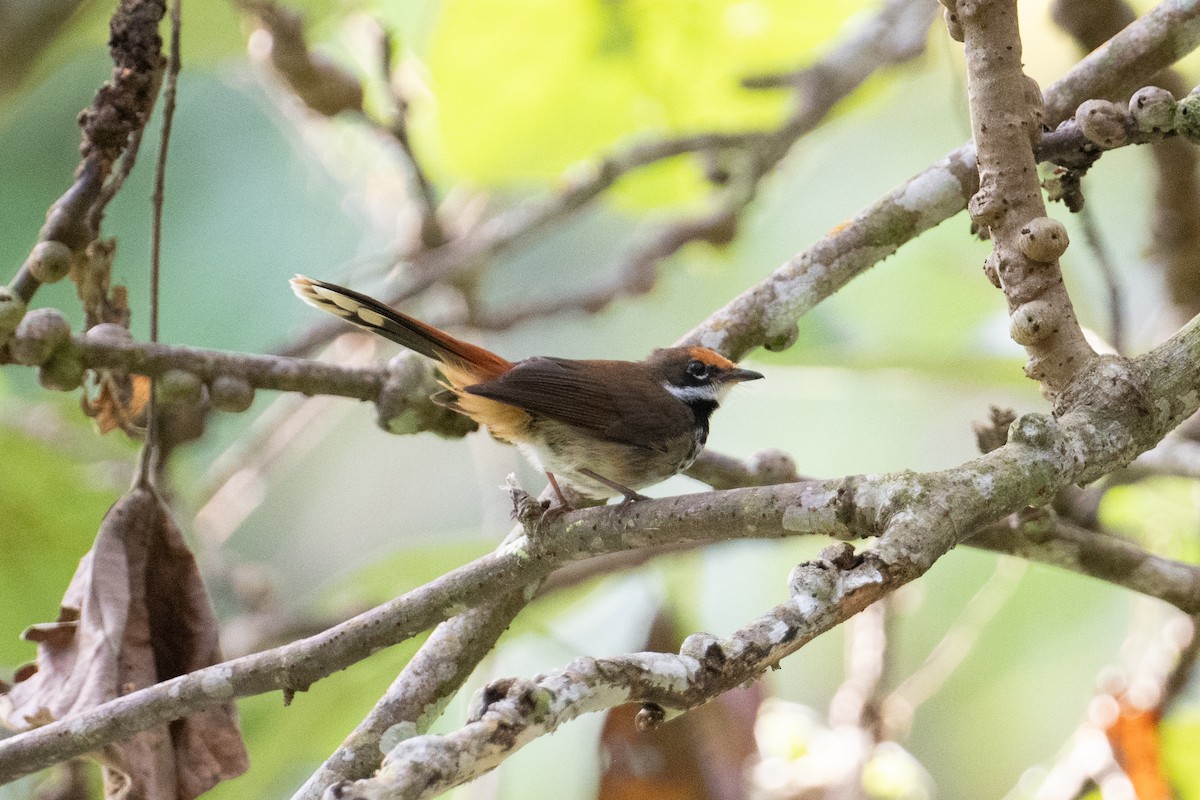 Solomons Rufous Fantail (Brown-backed) - ML625900447