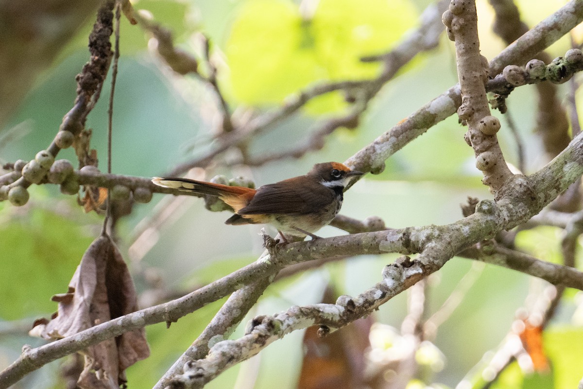 Solomons Rufous Fantail (Brown-backed) - ML625900450