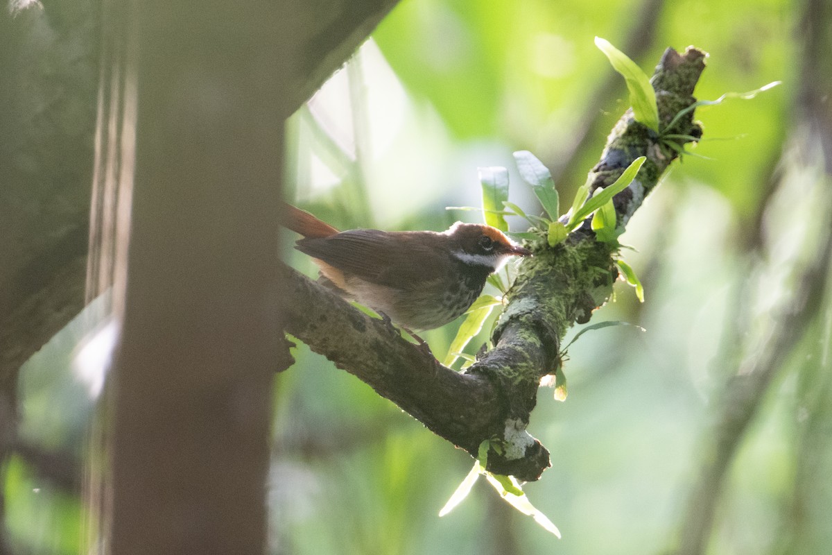 Solomons Rufous Fantail (Brown-backed) - ML625900454