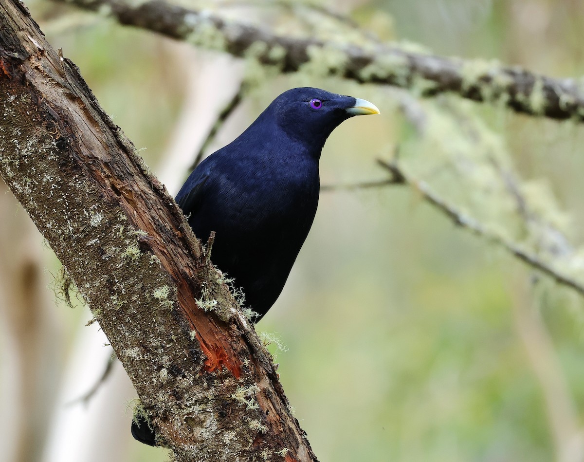 Satin Bowerbird - ML625900498