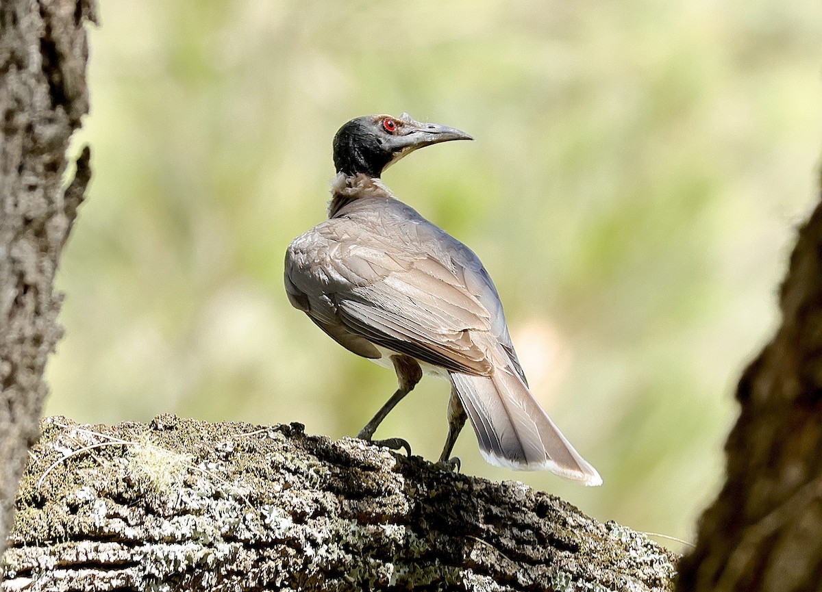 Noisy Friarbird - ML625900520