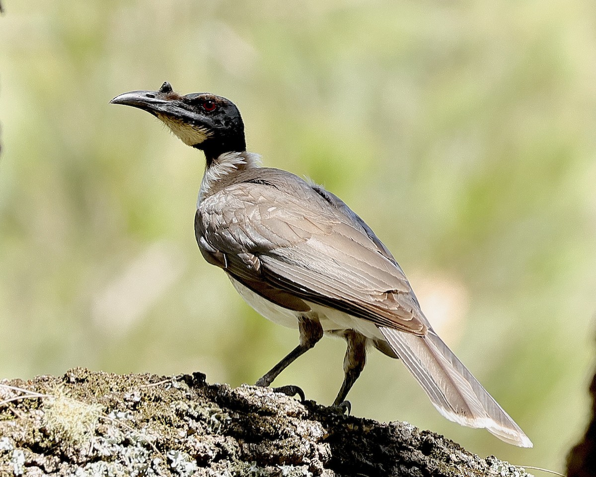 Noisy Friarbird - ML625900532